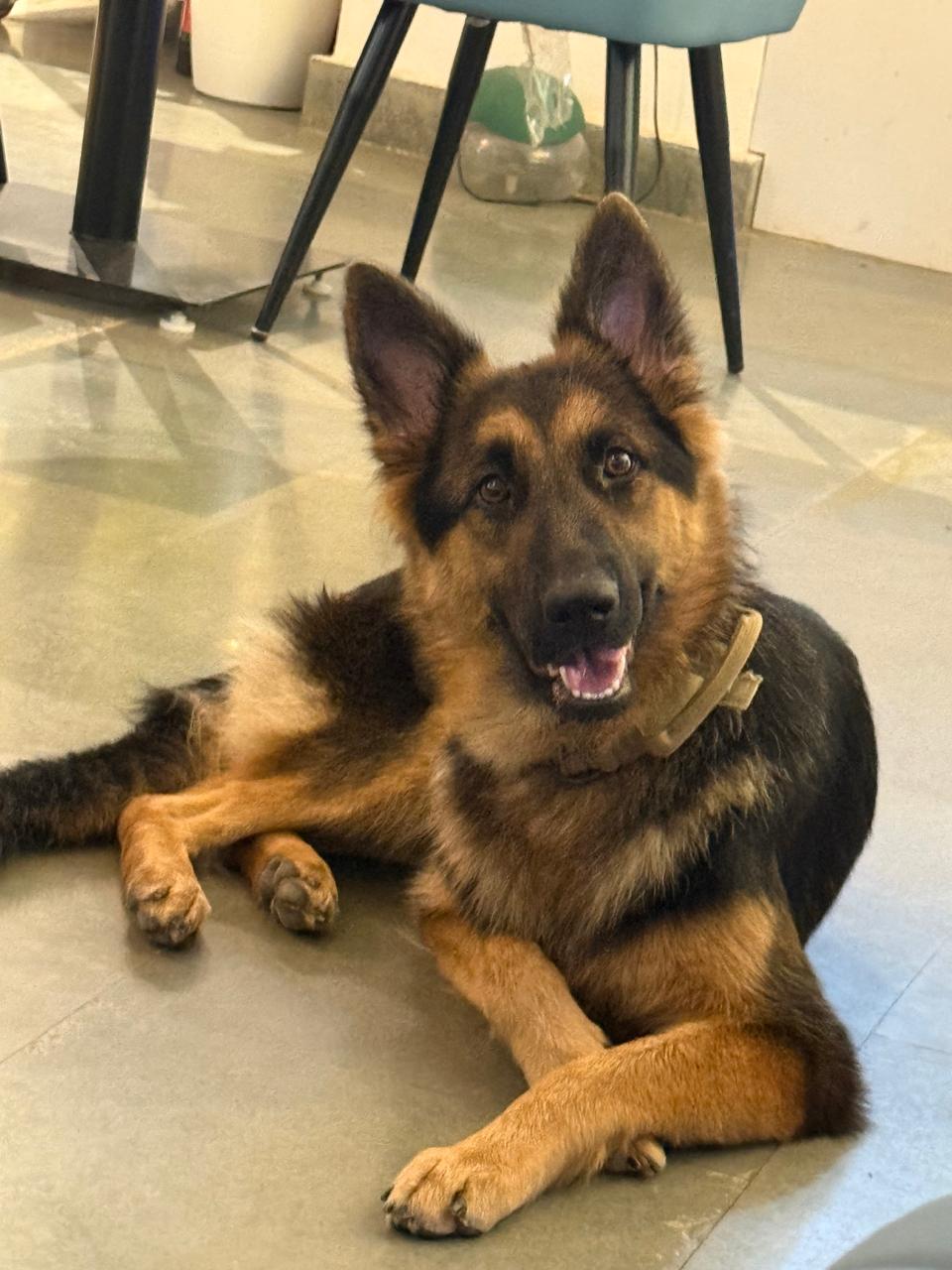 Pet friendly cafe seating at Walk on Water New Delhi